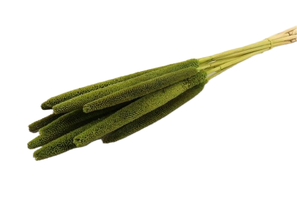Babala
