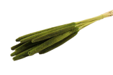 Babala