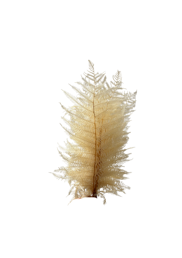 Berg Fern