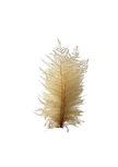 Berg Fern