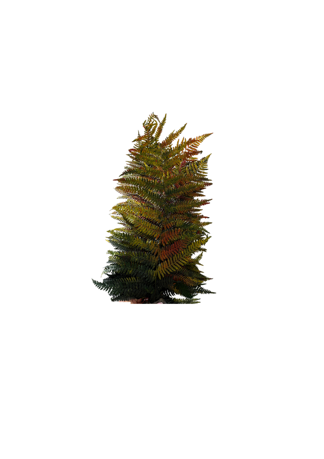 Berg Fern