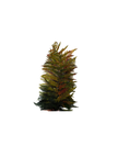 Berg Fern