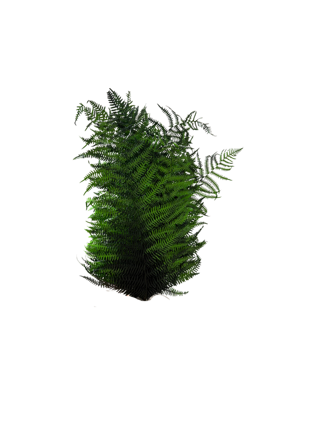 Berg Fern