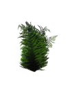 Berg Fern