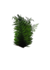 Berg Fern