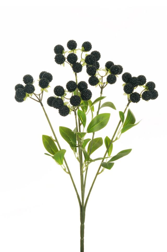 Blackberry