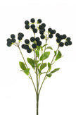 Blackberry