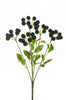 Blackberry