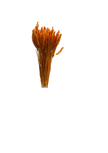 Blé