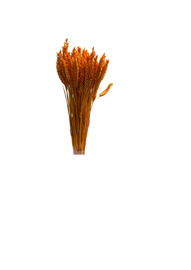 Blé