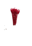 Blé