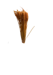 Blé