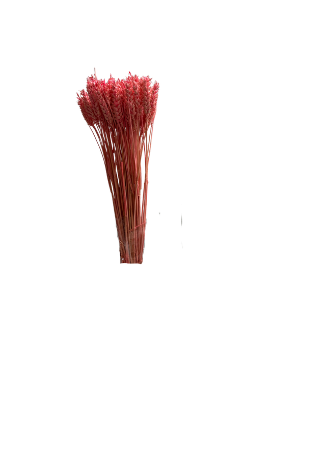 Blé