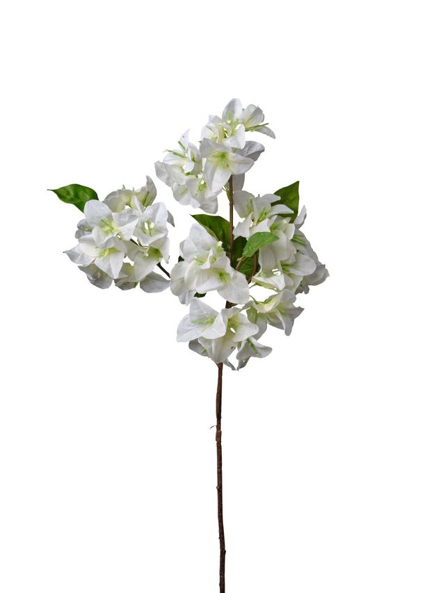 Bouganviller
