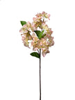 Bouganviller