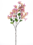 Bouganviller en branche