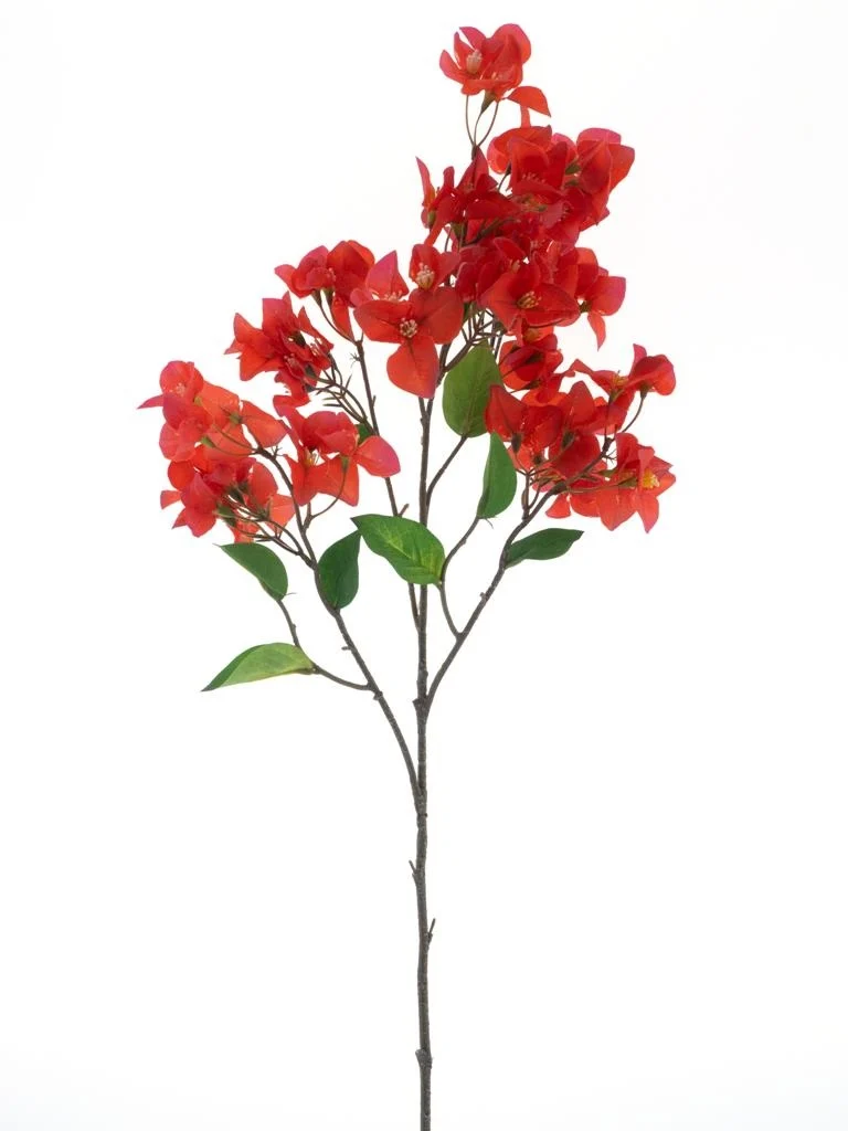 Bouganviller en branche
