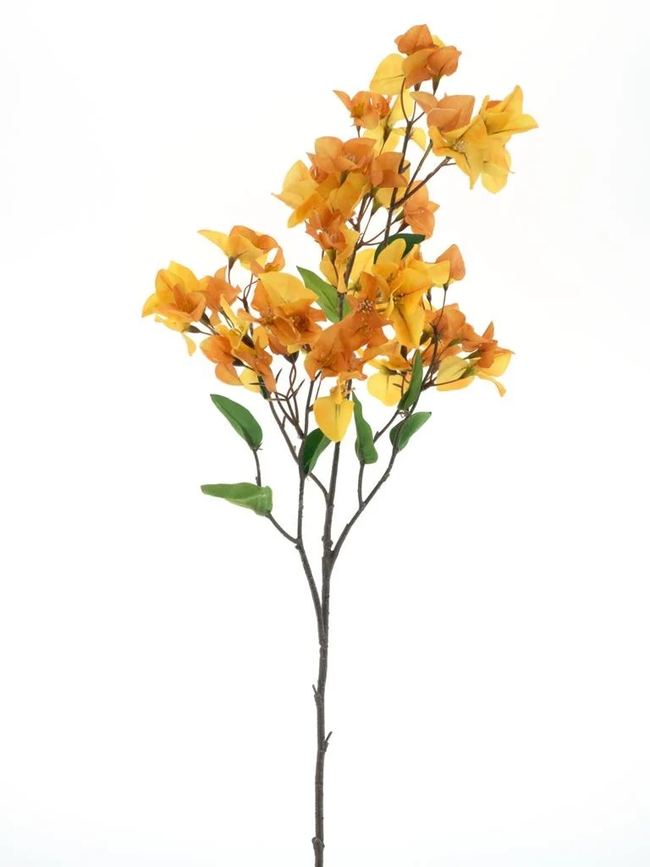 Bouganviller en branche