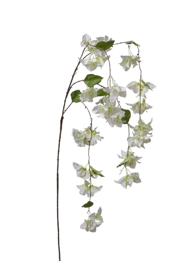 Bouganviller retombant