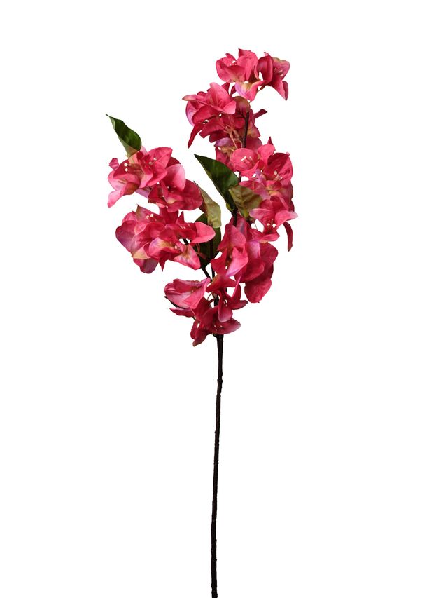 Bouganviller