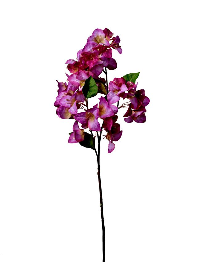 Bouganviller