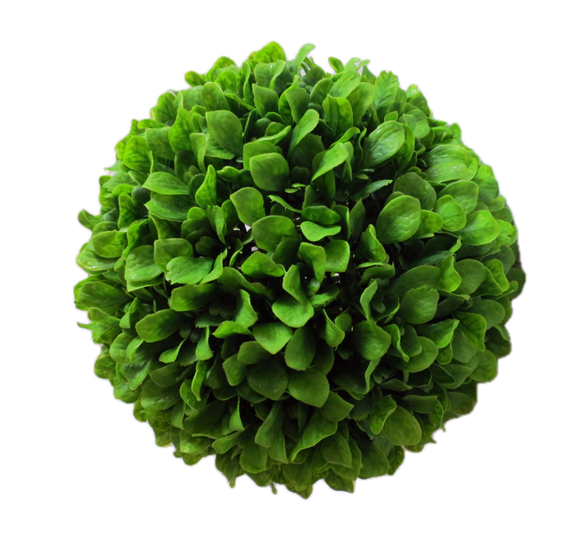 Boule paniculata