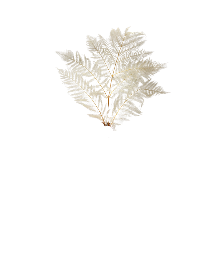 Bracken Fern