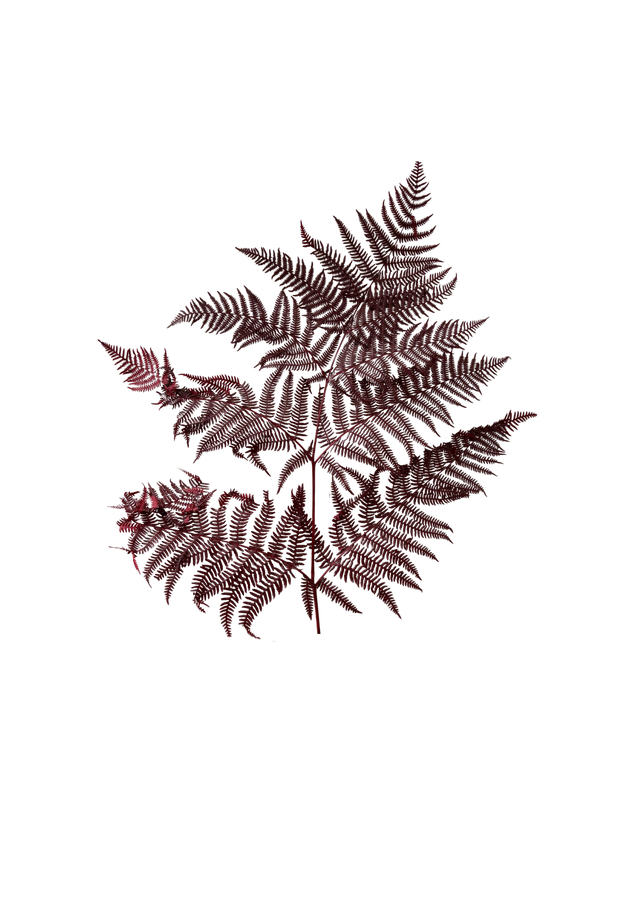Bracken Fern