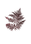 Bracken Fern