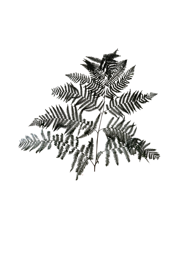 Bracken Fern