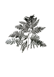 Bracken Fern