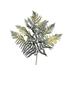 Bracken Fern