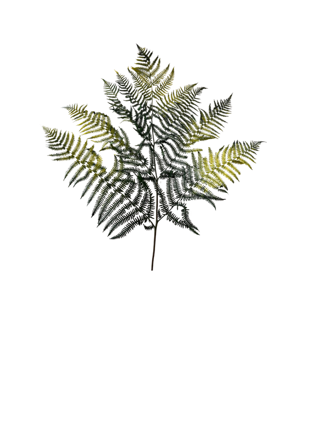 Bracken Fern