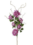 Branche d’hortensia