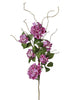 Branche d’hortensia