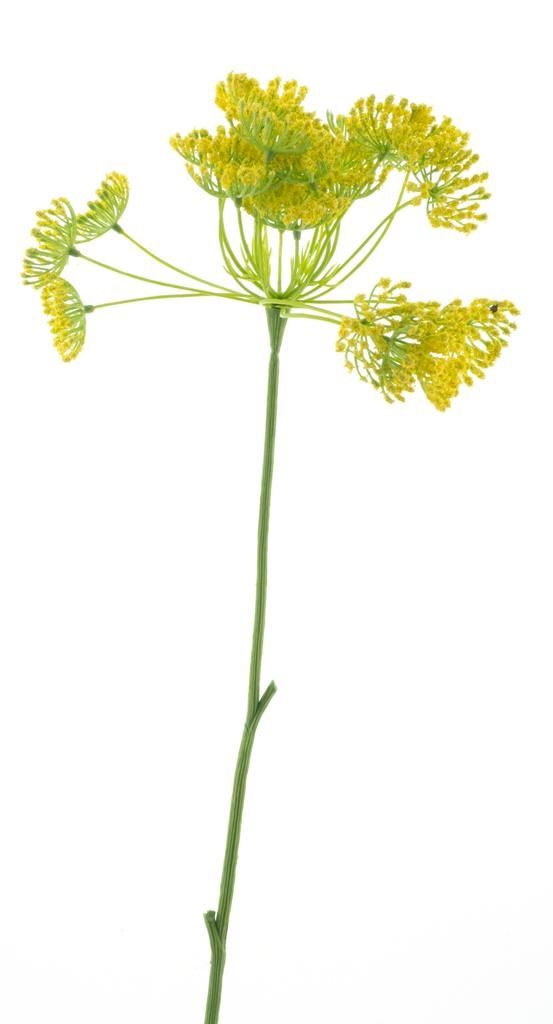 Branche d’ombelle