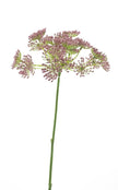 Branche d’ombelle