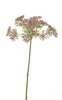 Branche d’ombelle