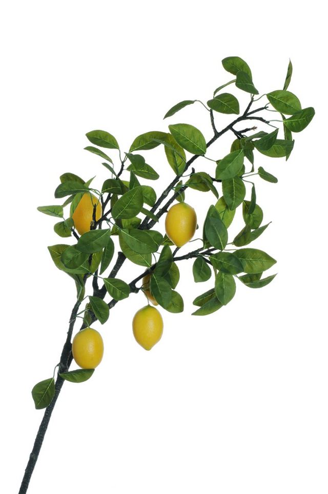 Branche de 5 citrons