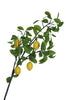 Branche de 5 citrons