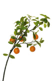 Branche de 5 oranges