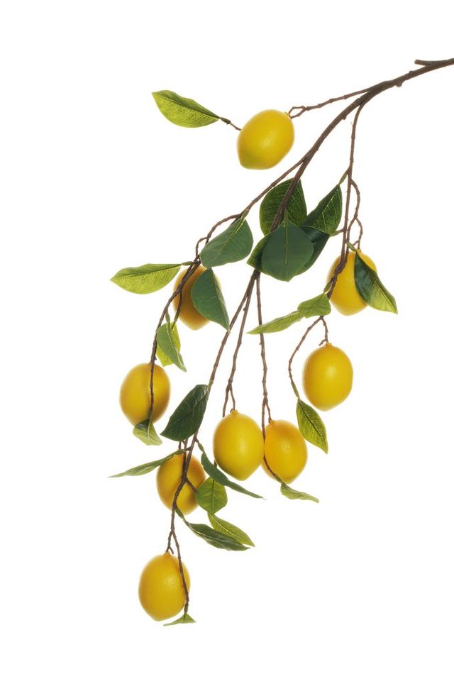 Branche de 9 citrons