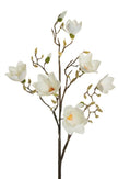 Branche de Magnolia XL
