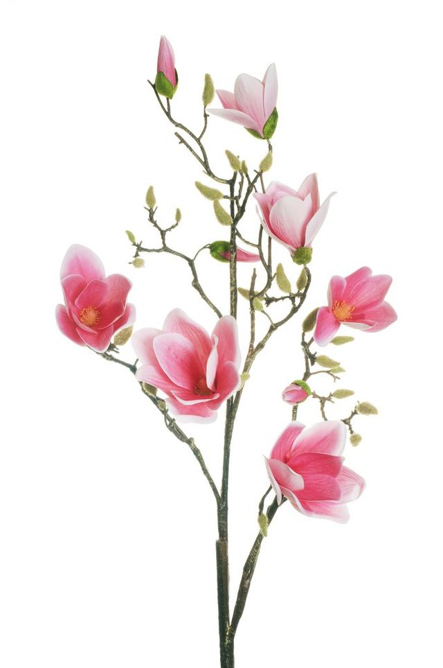 Branche de Magnolia XL