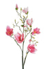 Branche de Magnolia XL