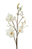 Branche de Magnolia