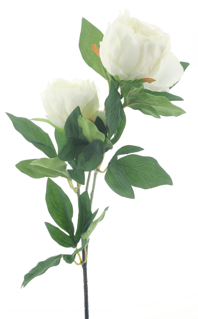 Branche de Pivoine