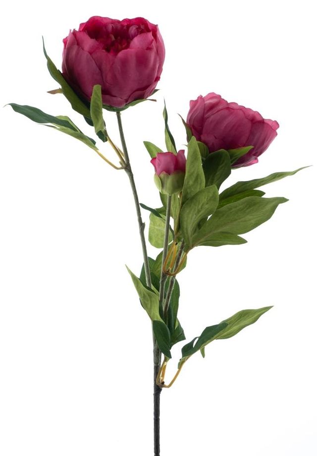 Branche de Pivoine