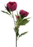 Branche de Pivoine