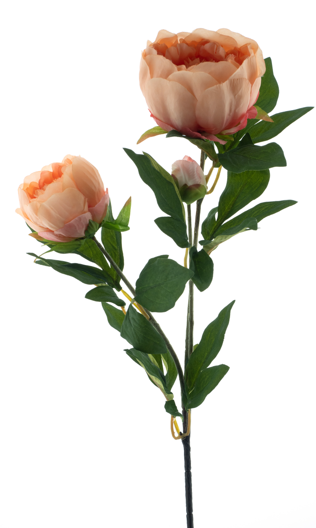 Branche de Pivoine